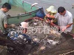 收网 收获捕鱼场景