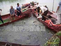 河流沉网收网 捕鱼