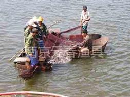 捕捞网 沉网